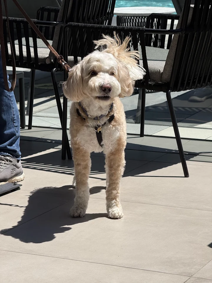 Dog in costume — Original